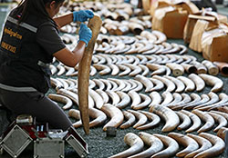 Saisie de 789 kilos de défenses d'éléphants et d'écailles de pangolins de contrebande à l'aéroport de Koh Samui