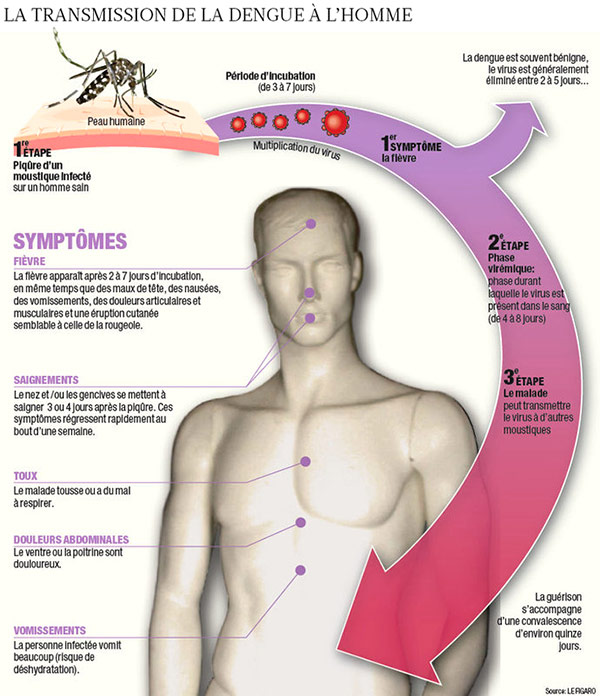 dengue